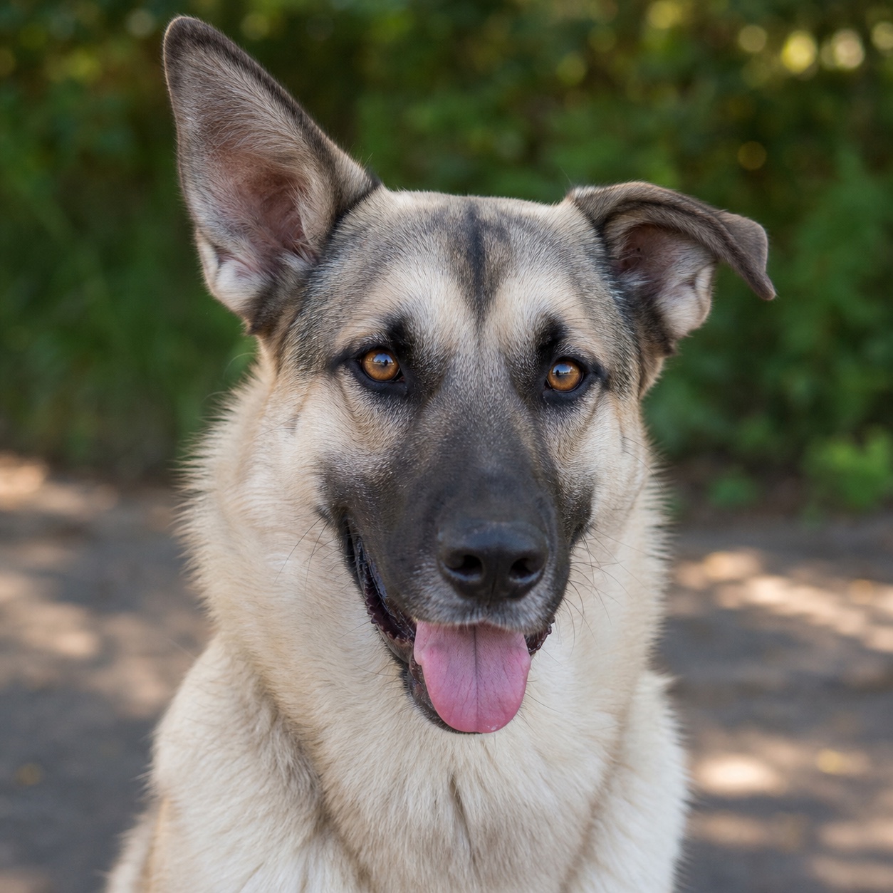 Reference photo of Koda, a cream and charcoal dog used to lightly influence a wolf mascot.